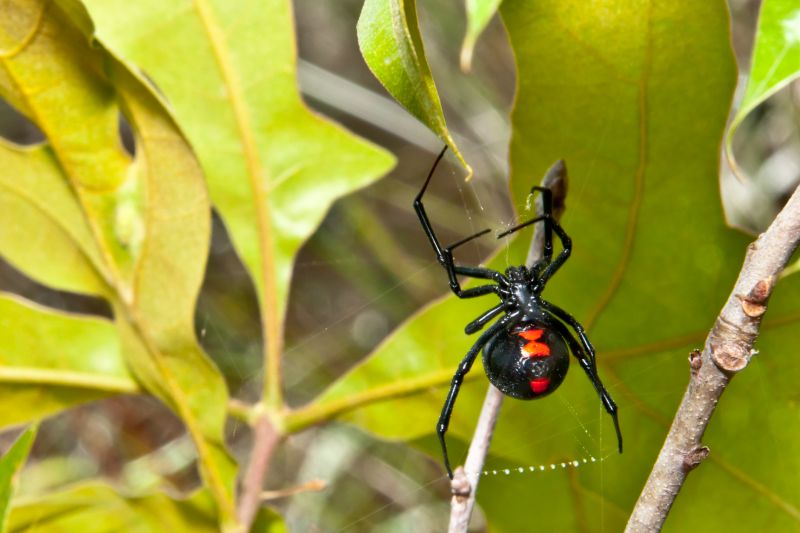 Black Widow Removal Service