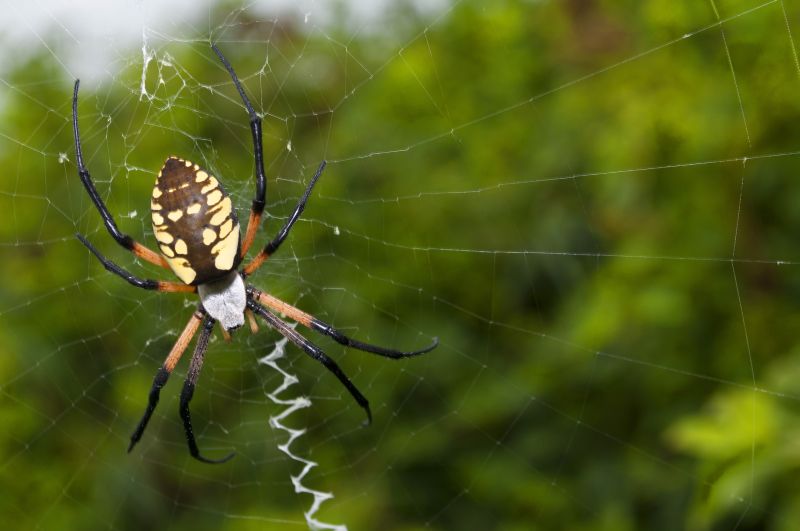 Black Widow Removal Service
