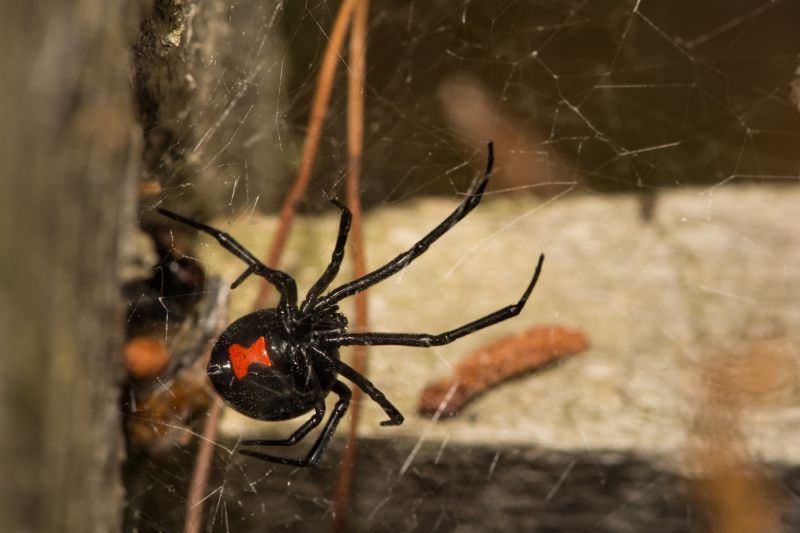 Black Widow Removal Service