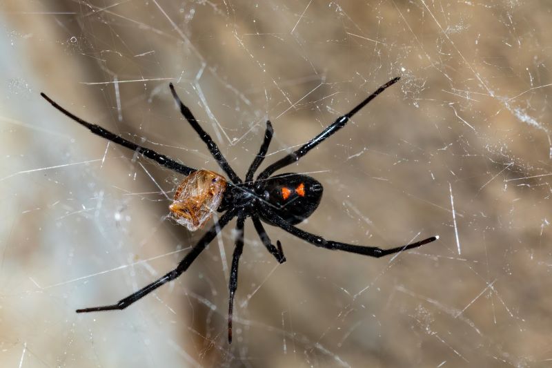 Black Widow Spider Removal