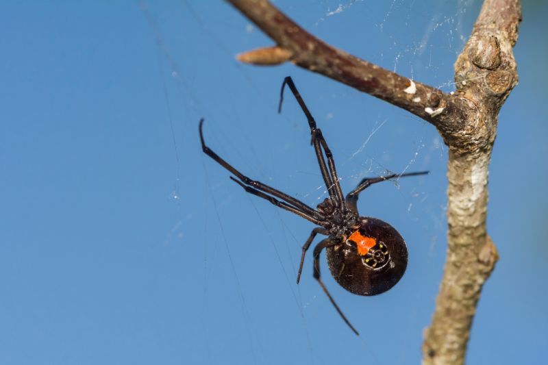 Black Widow Web
