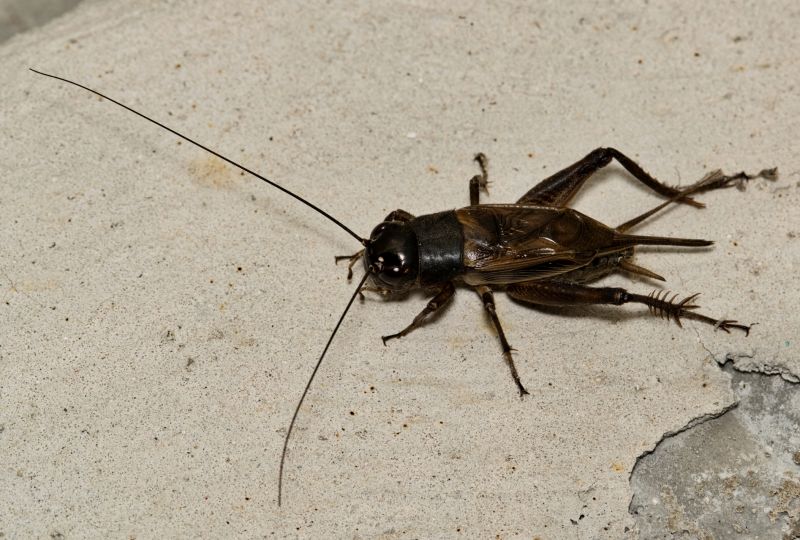 Seasonal Cricket Activity In Homes