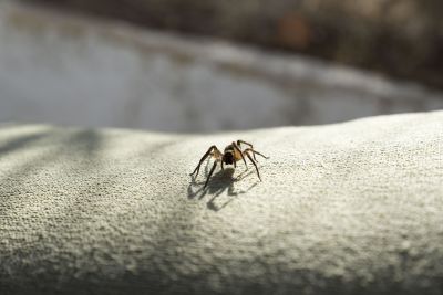 Signs Your Home Has A Spider Problem